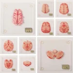 Brain Slice Coasters – 3D Stackable Drink Mats for Neuroscience Fans, Medical Students, and Weird Gift Lovers. Protect surfaces with a quirky cerebral twist.