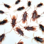 Realistic Fake Cockroaches