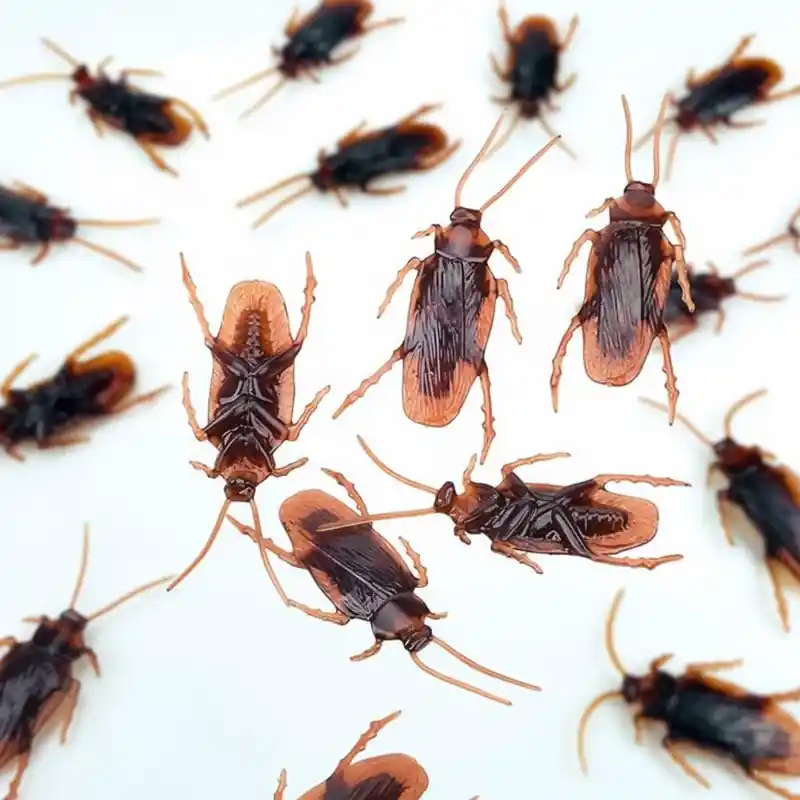 Realistic Fake Cockroaches